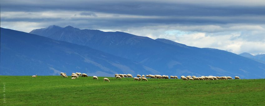 Stádo ovcí pod Západními Tatrami